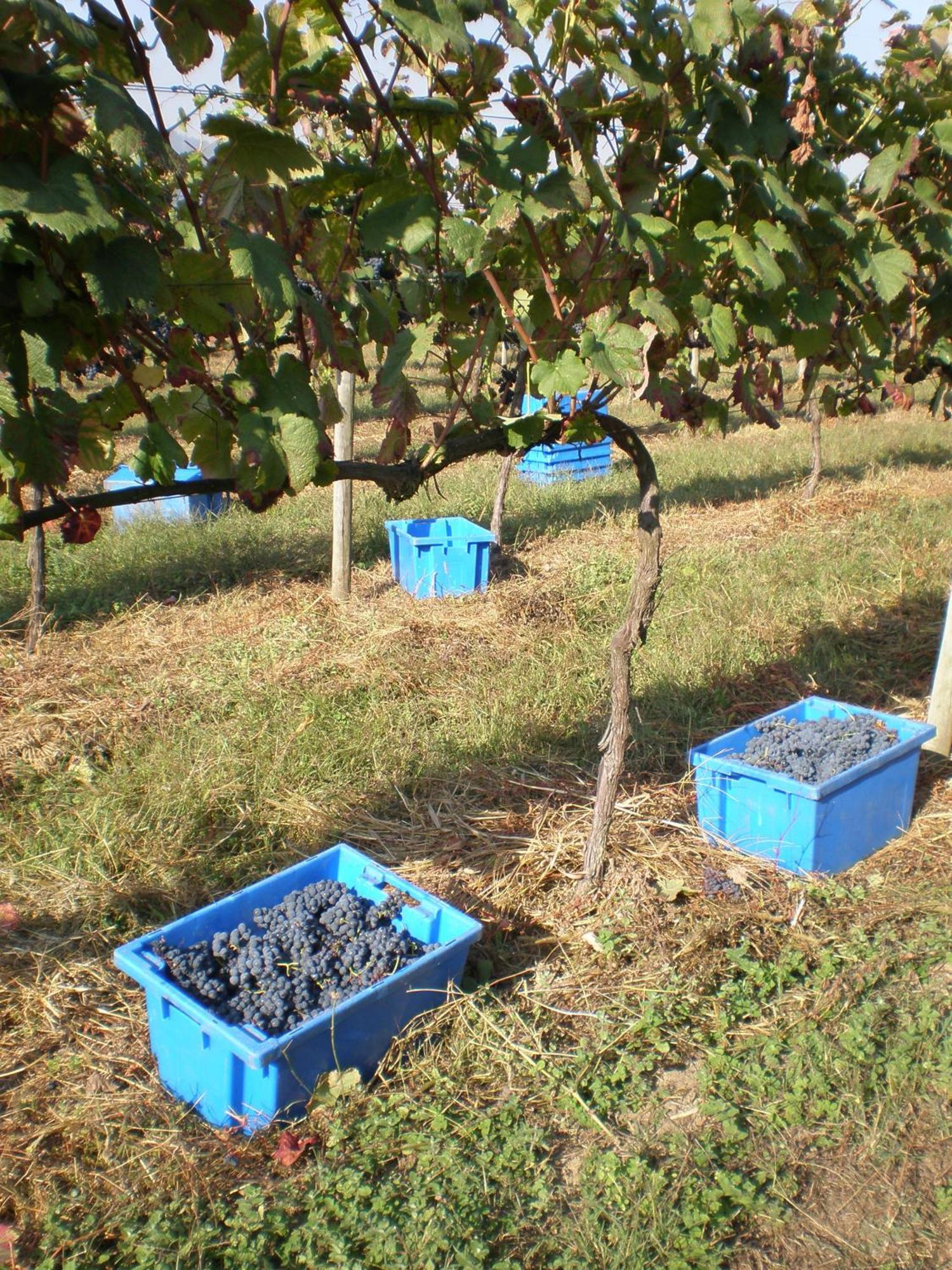 1720 Quinta Da Cancela - Winery & Farmhouse Guimaraes Luaran gambar