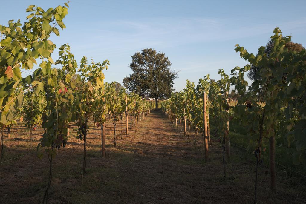 1720 Quinta Da Cancela - Winery & Farmhouse Guimaraes Luaran gambar
