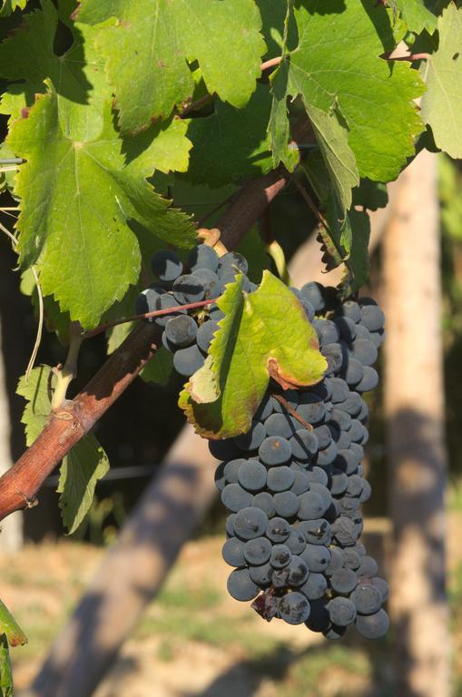 1720 Quinta Da Cancela - Winery & Farmhouse Guimaraes Luaran gambar